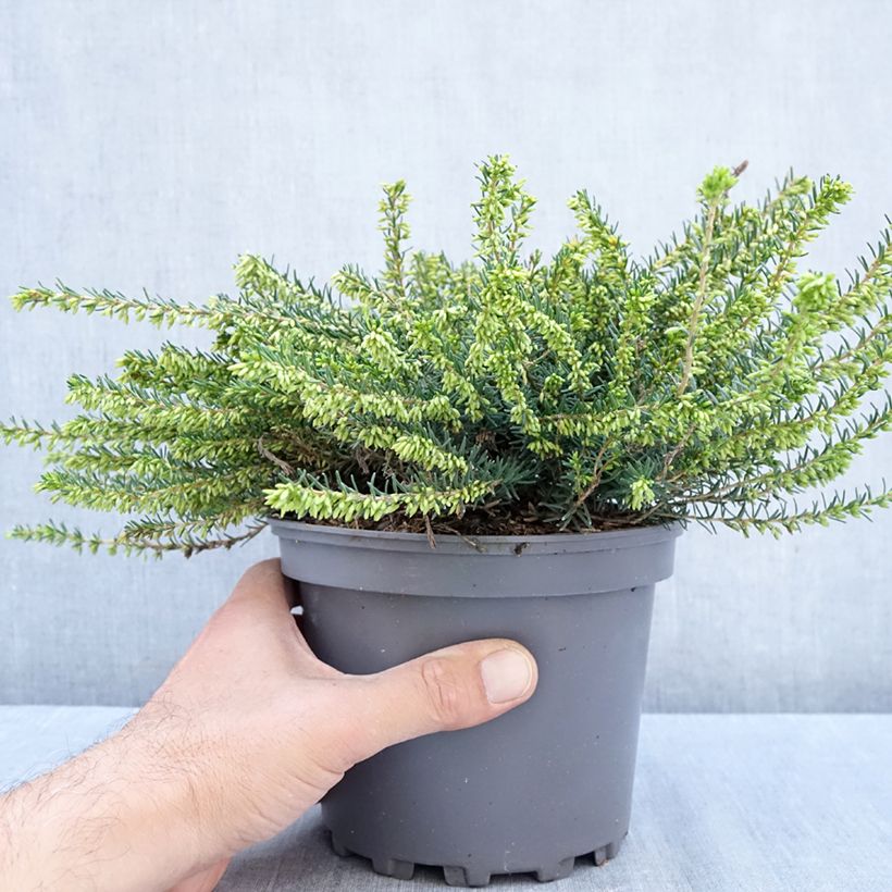 Spécimen de Erica x darleyensis Winter Belles Katia - Bruyère d'hiver Pot de 2L/3L tel que livré en automne