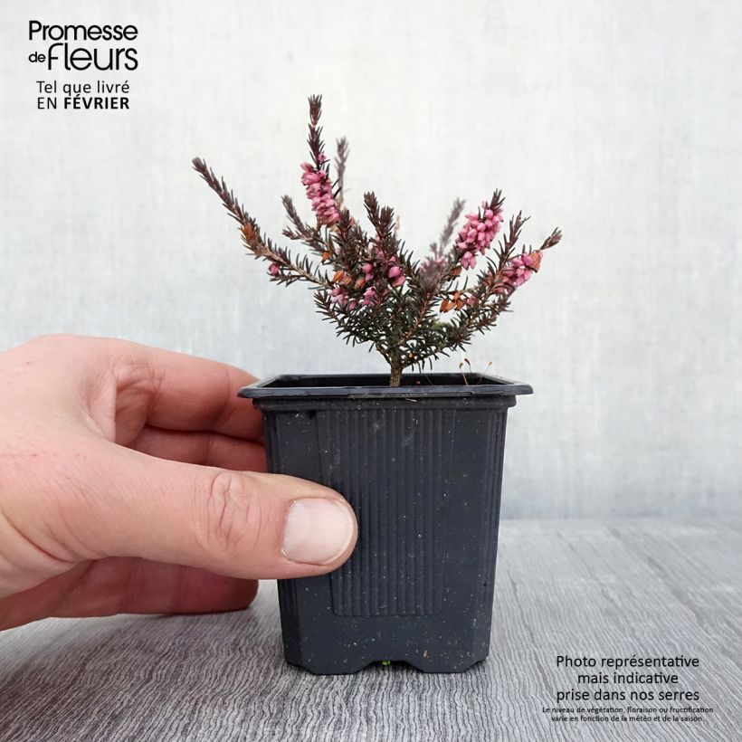 Spécimen de Erica x darleyensis Winter Belles Phoebe, bruyère d'hiver Godet de 8/9 cm tel que livré en hiver
