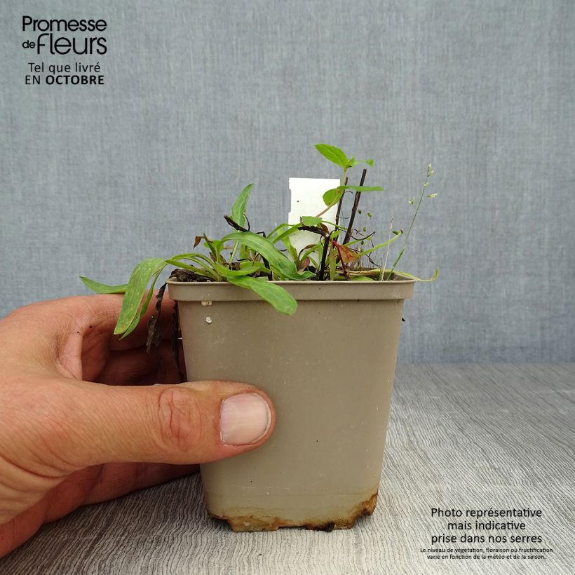 Spécimen de Erigeron Dunkelste Aller - Vergerette Godet de 8/9 cm tel que livré en automne
