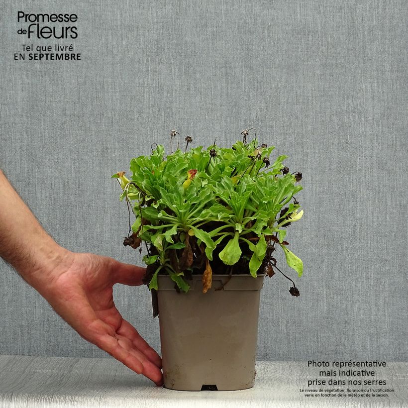 Spécimen de Erigeron glaucus Sea Breeze - Vergerette glauque Pot de 2L/3L tel que livré en automne