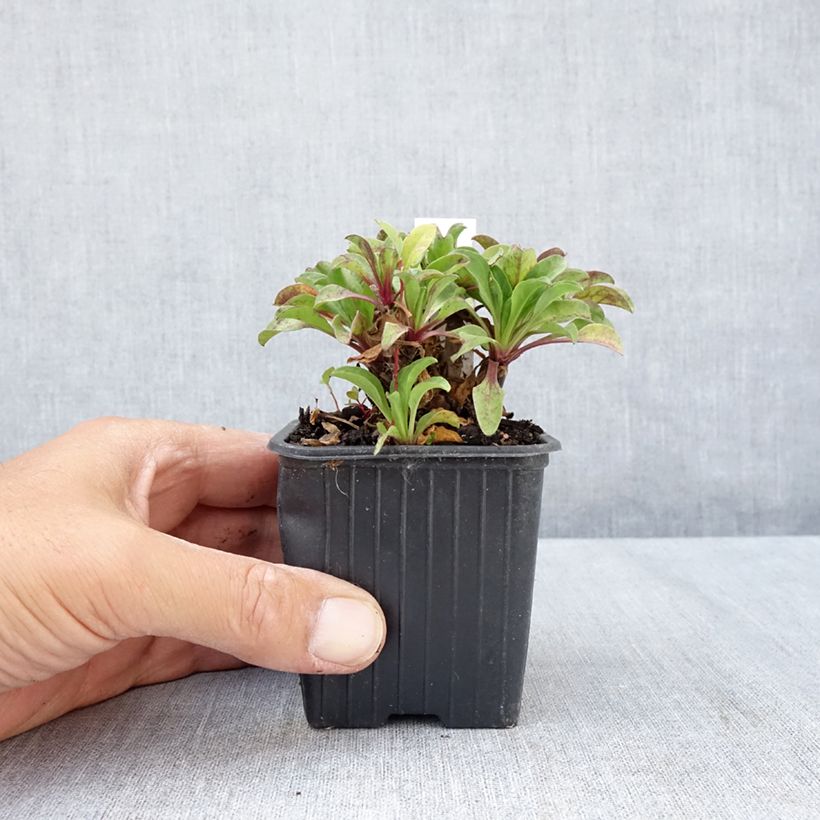 Spécimen de Erigeron glaucus - Vergerette glauque Godet de 8/9 cm tel que livré en été