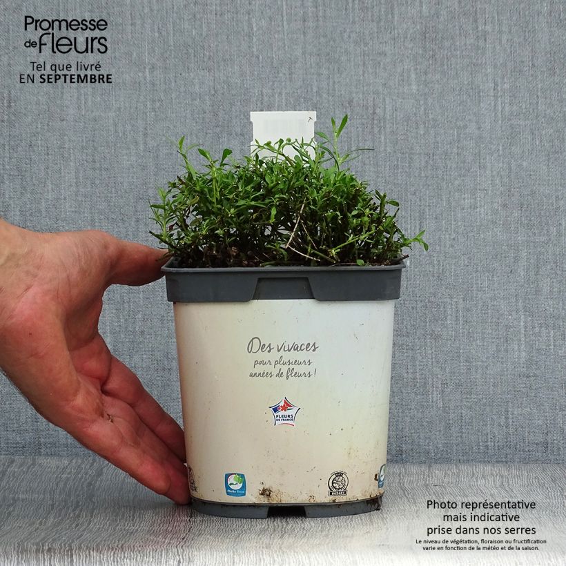 Spécimen de Erigeron karvinskianus - Vergerette Pot de 2L/3L tel que livré en automne