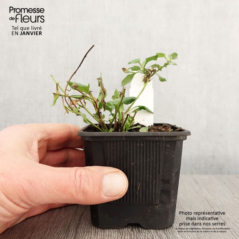 Erigeron karvinskianus Lavender Lady 8/9 cm pot sample as delivered in winter