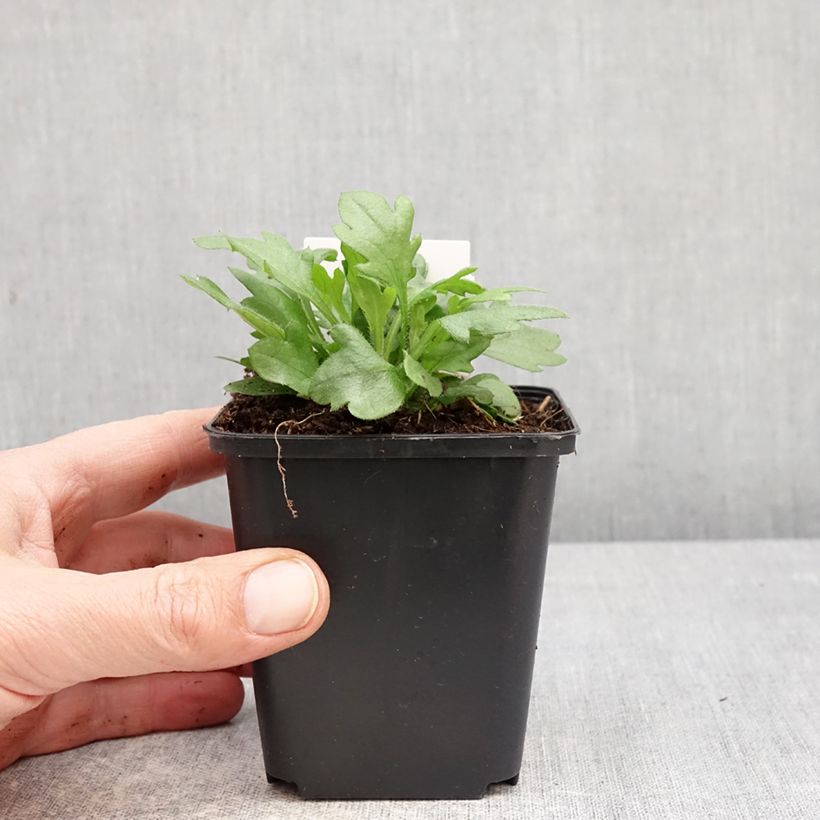Spécimen de Erigeron karvinskianus - Vergerette Godet de 7/8 cm tel que livré au printemps