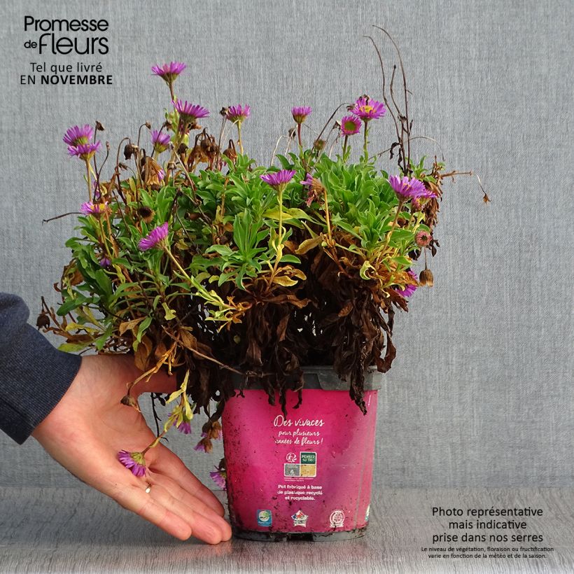 Spécimen de Erigeron leiomerus, Vergerette Pot de 2L/3L tel que livré en automne