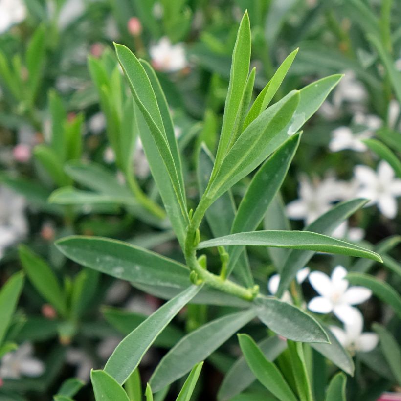 Eriostemon myoporoides Flower Girl Pink - Philotheca (Feuillage)
