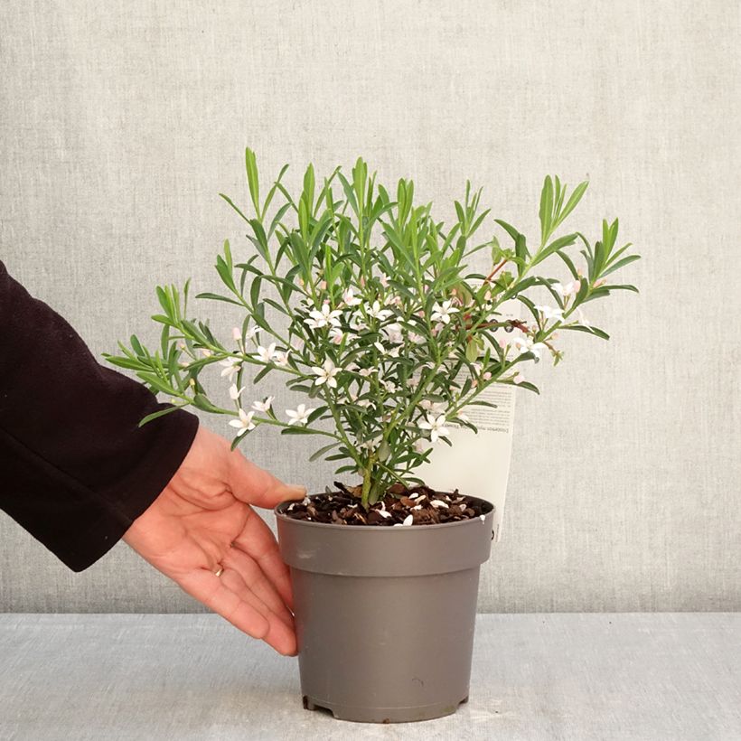 Spécimen de Eriostemon myoporoides Flower Girl Pink - Philotheca Pot de 1L/1,5L tel que livré au printemps