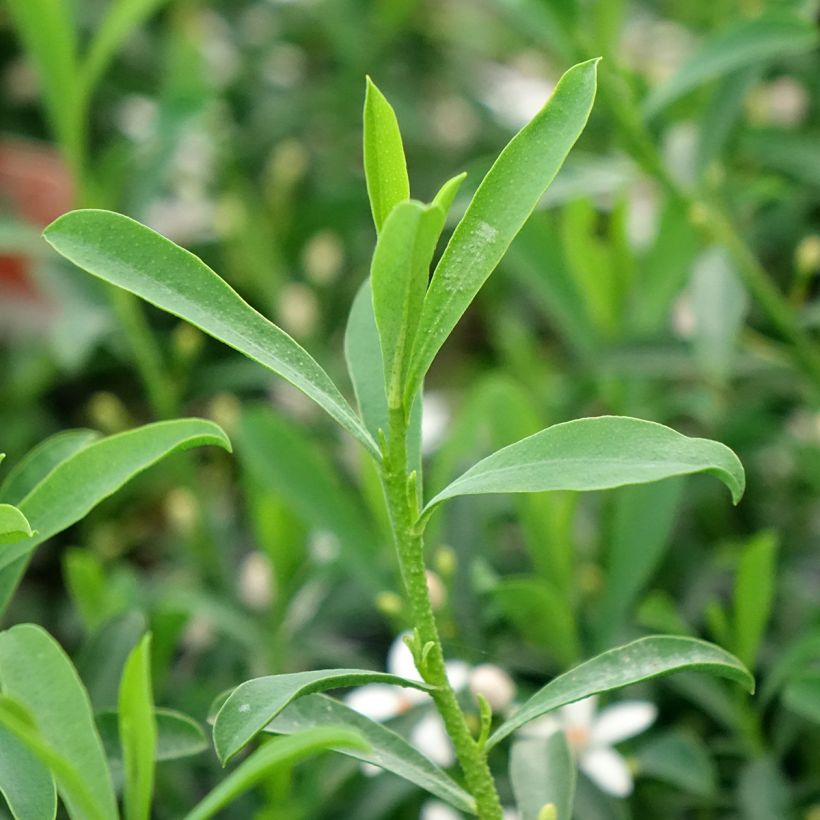 Eriostemon myoporoides Flower Girl White - Philotheca (Feuillage)