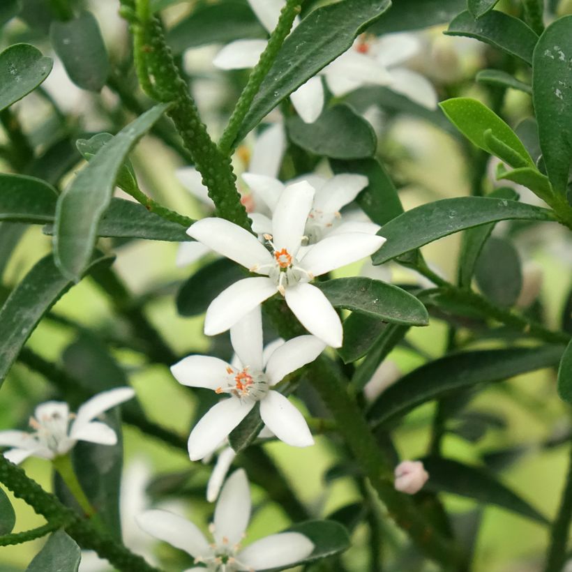Eriostemon myoporoides Flower Girl White - Philotheca (Floraison)