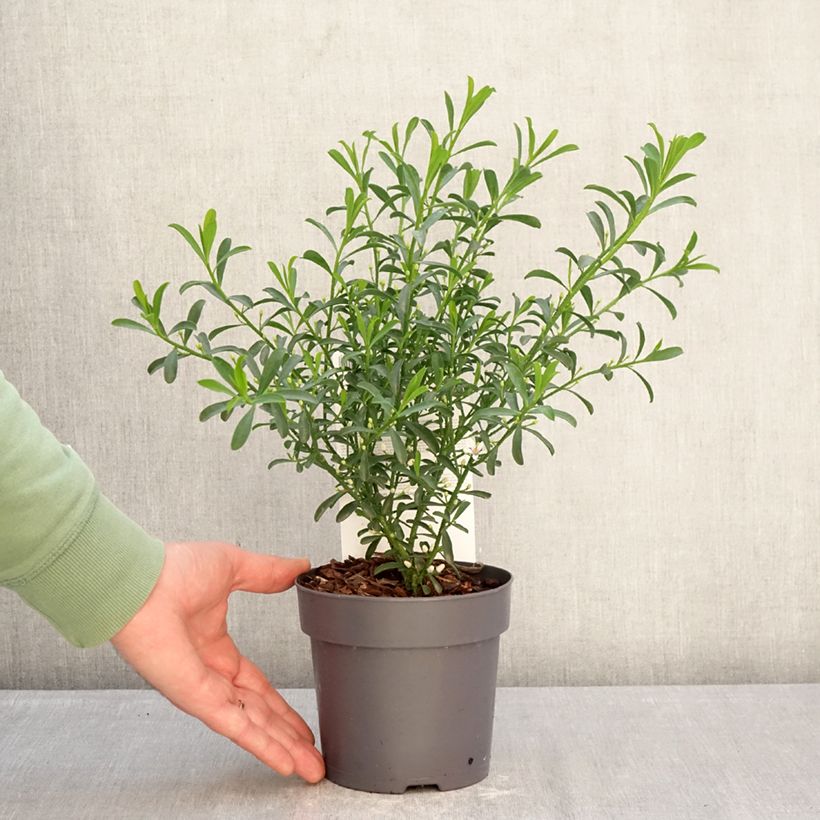 Spécimen de Eriostemon myoporoides Flower Girl White - Philotheca Pot de 1L/1,5L tel que livré en hiver