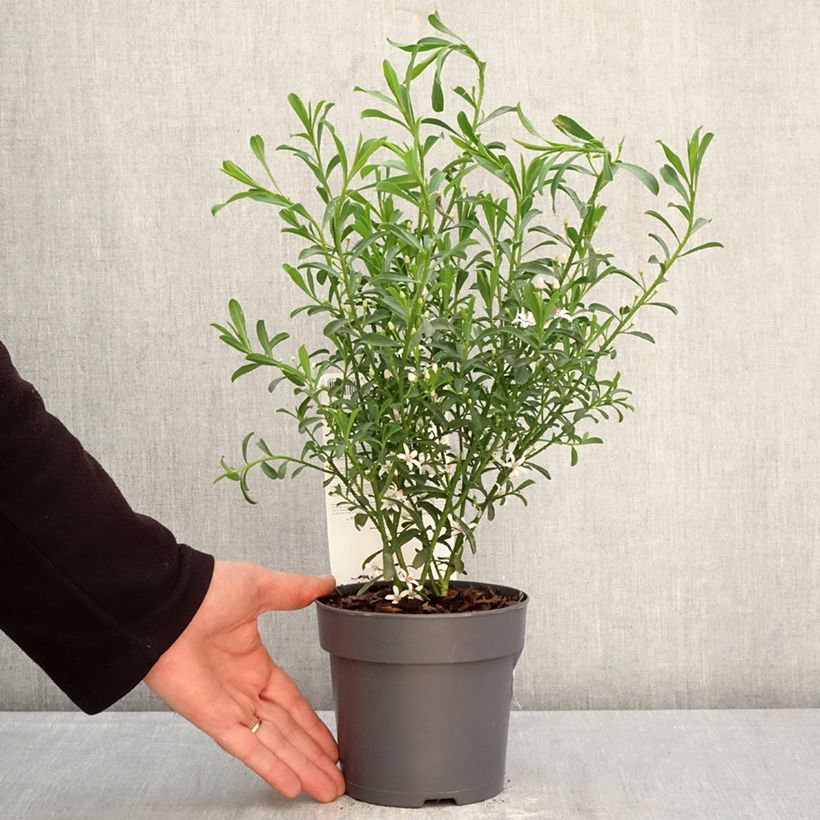 Spécimen de Eriostemon myoporoides Flower Girl White - Philotheca Pot de 1L/1,5L tel que livré au printemps