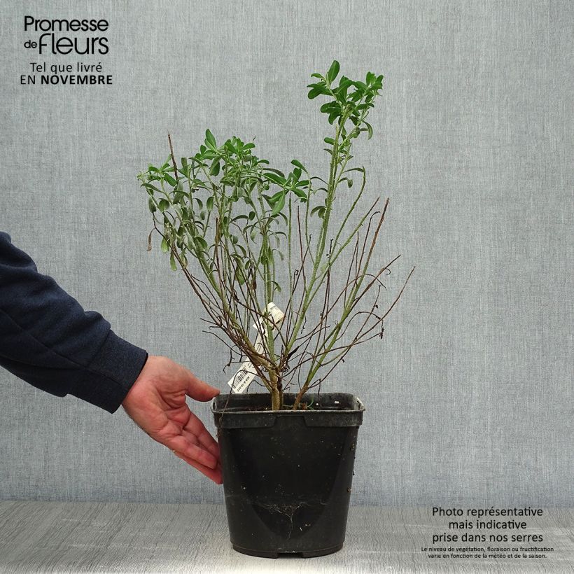 Spécimen de Eriostemon myoporoides - Philotheca Pot de 3L/4L tel que livré en automne