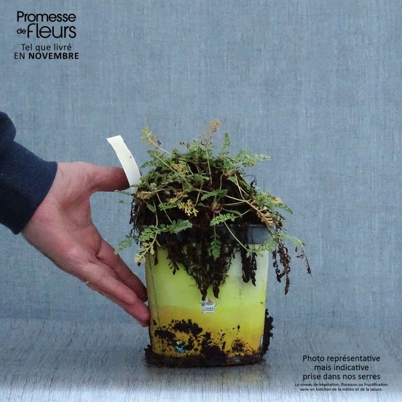 Spécimen de Erodium chrysanthum Pot de 2L/3L tel que livré en automne