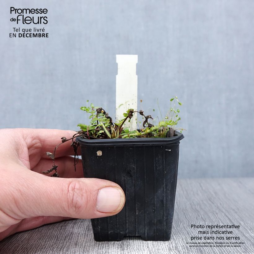 Spécimen de Erodium manescavii - Bec de Grue Godet de 8/9 cm tel que livré en automne