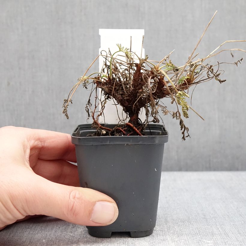 Spécimen de Erodium Spanish Eyes - Bec de grue Godet de 7/8 cm tel que livré en hiver