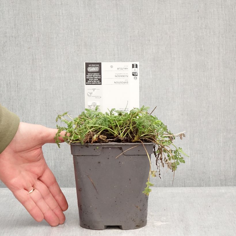 Spécimen de Erodium Spanish Eyes - Bec de grue Pot de 2L/3L tel que livré en hiver