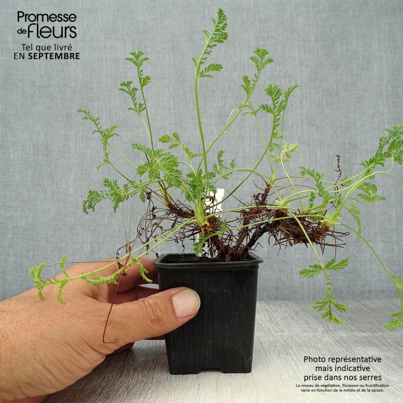 Spécimen de Erodium Stephanie - Bec de héron Godet de 8/9 cm tel que livré en automne