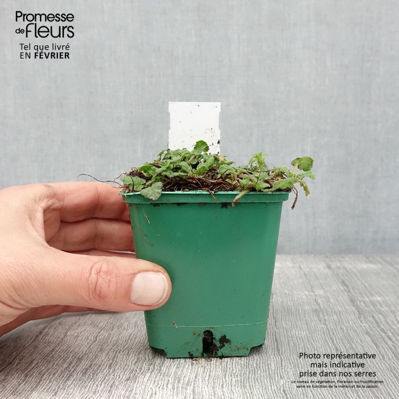 Erodium variabile Album Vasetto da 8/9 cm esemplare consegnato in inverno