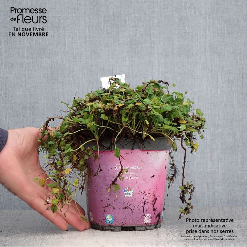 Spécimen de Erodium variabile Bishop's Form Pot de 2L/3L tel que livré en automne