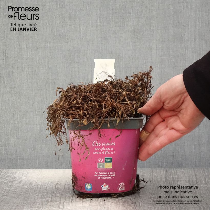 Spécimen de Erodium variabile Bishop's Form Pot de 2L/3L tel que livré en hiver