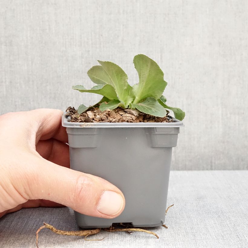 Spécimen de Eryngium Grumpy - Panicaut Godet de 8/9 cm tel que livré au printemps