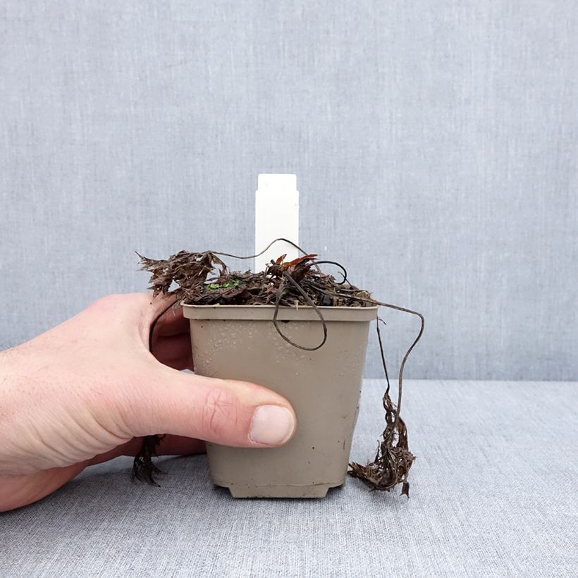 Spécimen de Eryngium Jos Eijking® - Eryngium 'Sapphire Blue' - Panicaut Godet de 8/9 cm tel que livré en hiver