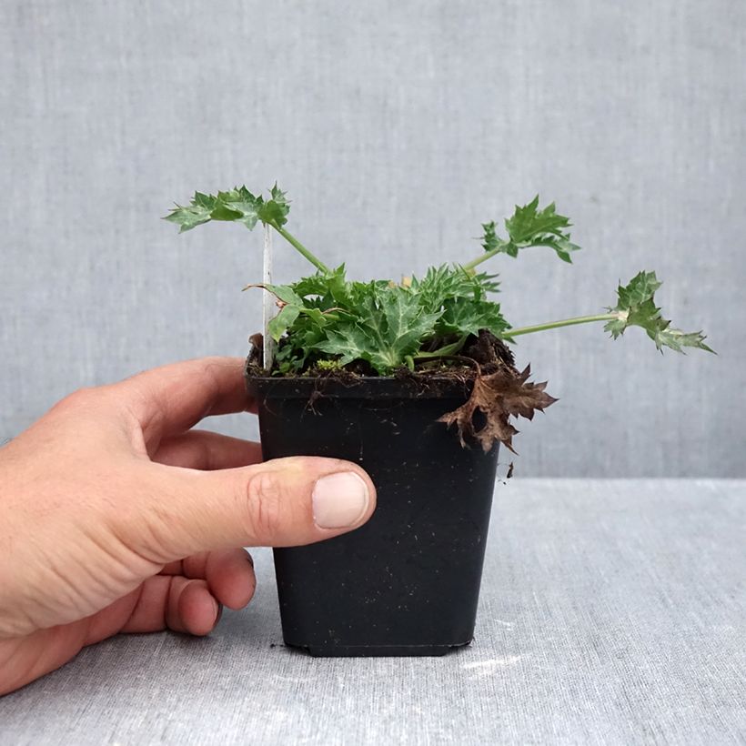 Spécimen de Eryngium Lapis Blue - Panicaut maritime Godet de 8/9 cm tel que livré en automne