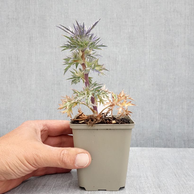Spécimen de Eryngium Lapis Blue - Panicaut maritime Godet de 8/9 cm tel que livré au printemps