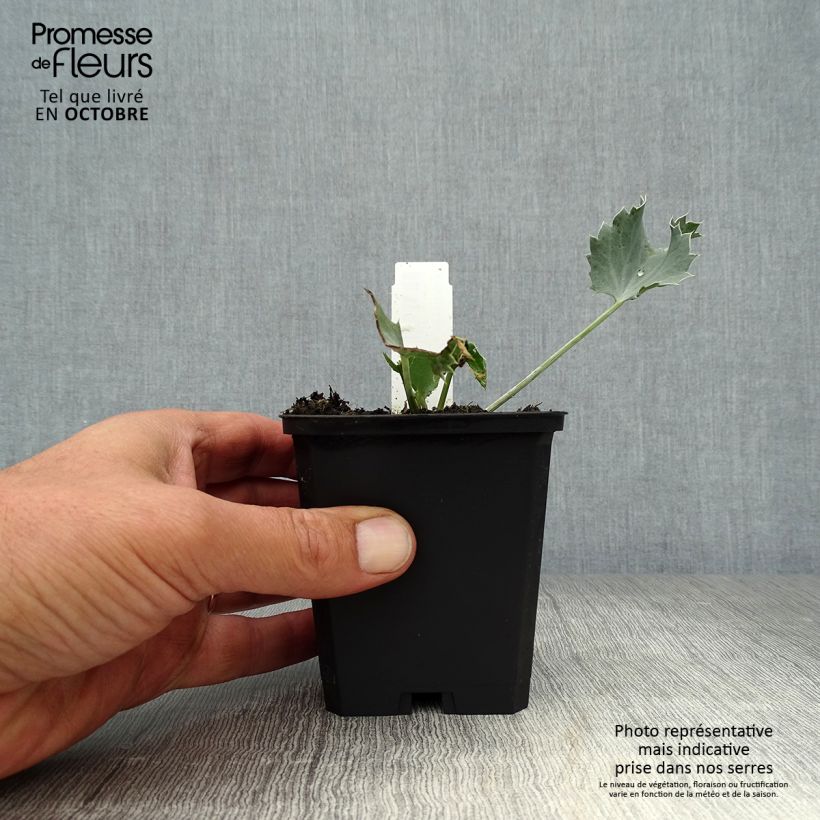 Spécimen de Eryngium maritimum - Panicaut maritime Godet de 8/9 cm tel que livré en automne