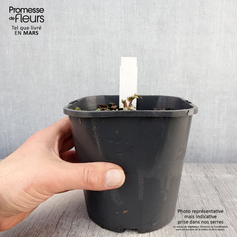 Eryngium maritimum - Calcatreppola marittima Vaso da 2L/3L esemplare consegnato in primavera