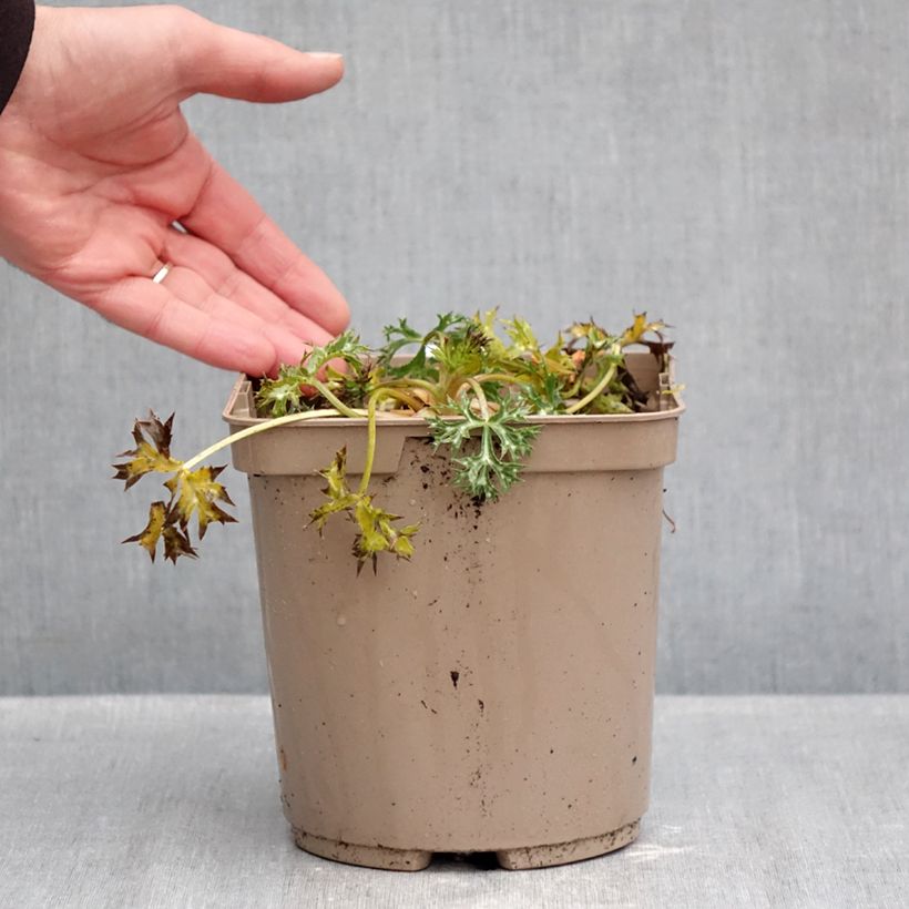 Spécimen de Eryngium Pico's Amethyst - Panicaut Pot de 3L/4L tel que livré en automne