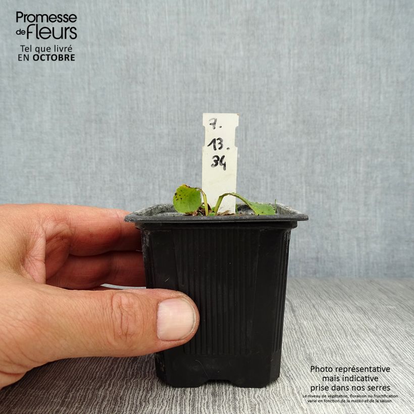 Spécimen de Eryngium planum Blue Hobbit Godet de 8/9 cm tel que livré en automne