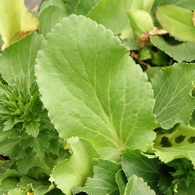 Eryngium planum Blue Hobbit (Feuillage)