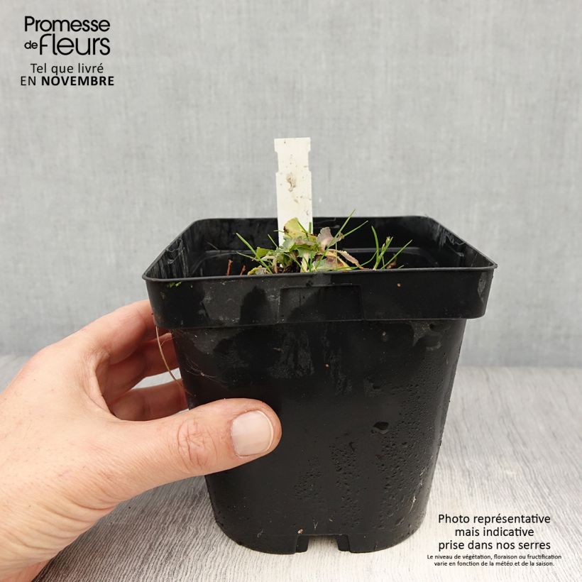 Spécimen de Eryngium planum Blue Hobbit Pot de 2L/3L tel que livré en automne
