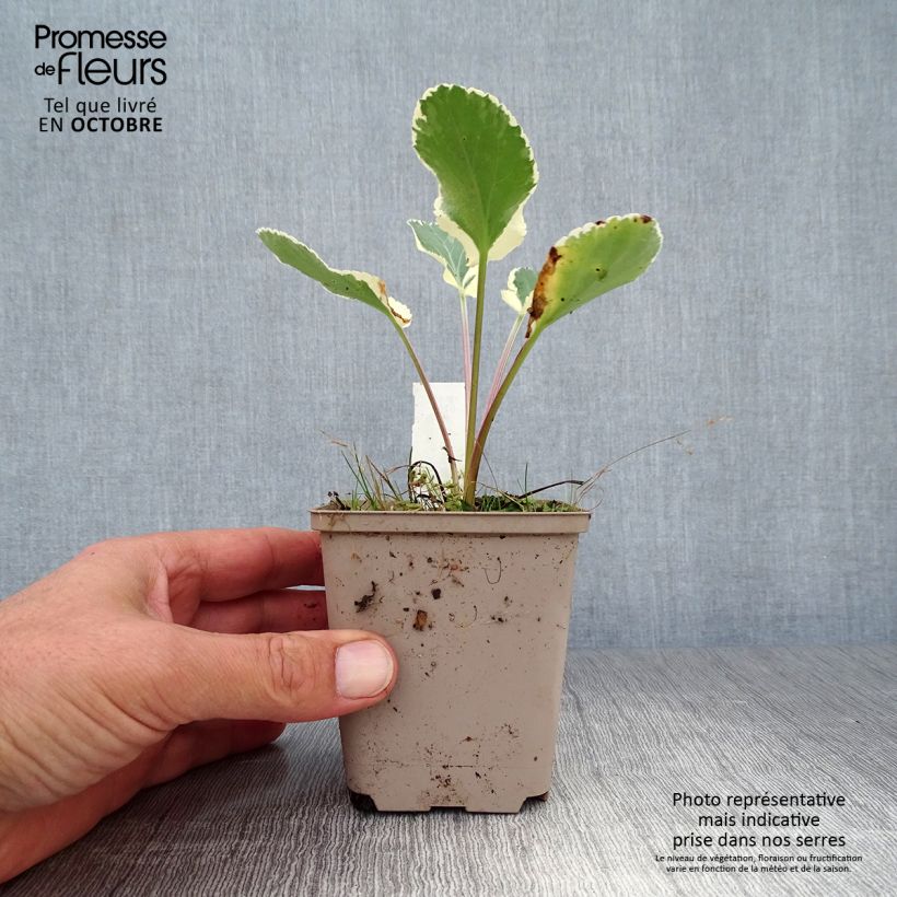 Spécimen de Eryngium planum Jade Frost - Panicaut à feuilles planes panachées Godet de 8/9 cm tel que livré en automne