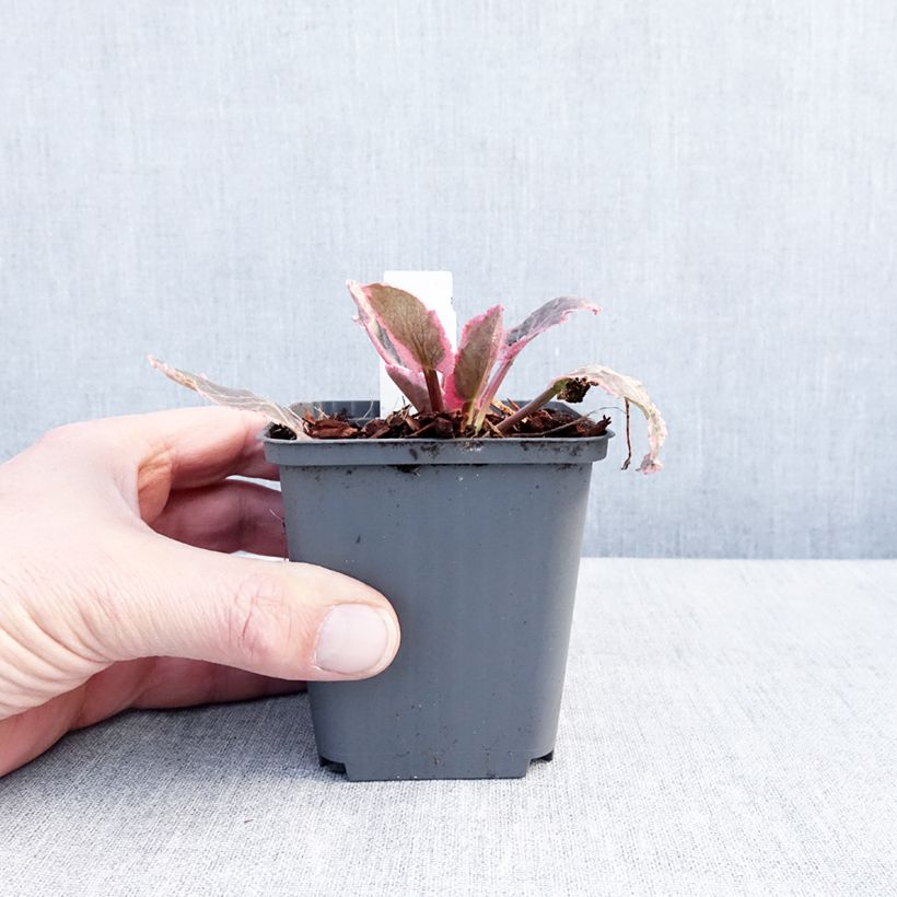 Spécimen de Eryngium planum Jade Frost - Panicaut à feuilles planes panachées Godet de 8/9 cm tel que livré en hiver