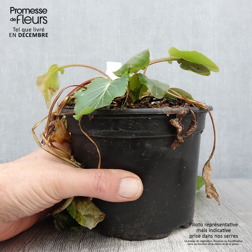 Spécimen de Eryngium planum - Panicaut Pot de 2L/3L tel que livré en automne