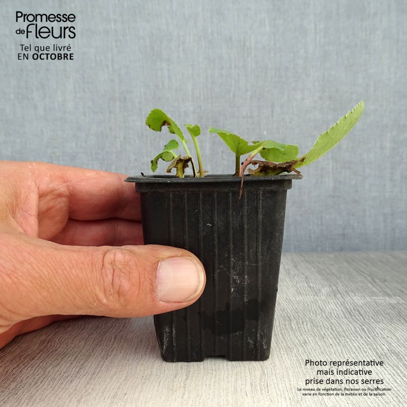Spécimen de Eryngium planum - Panicaut Godet de 7/8 cm tel que livré en automne