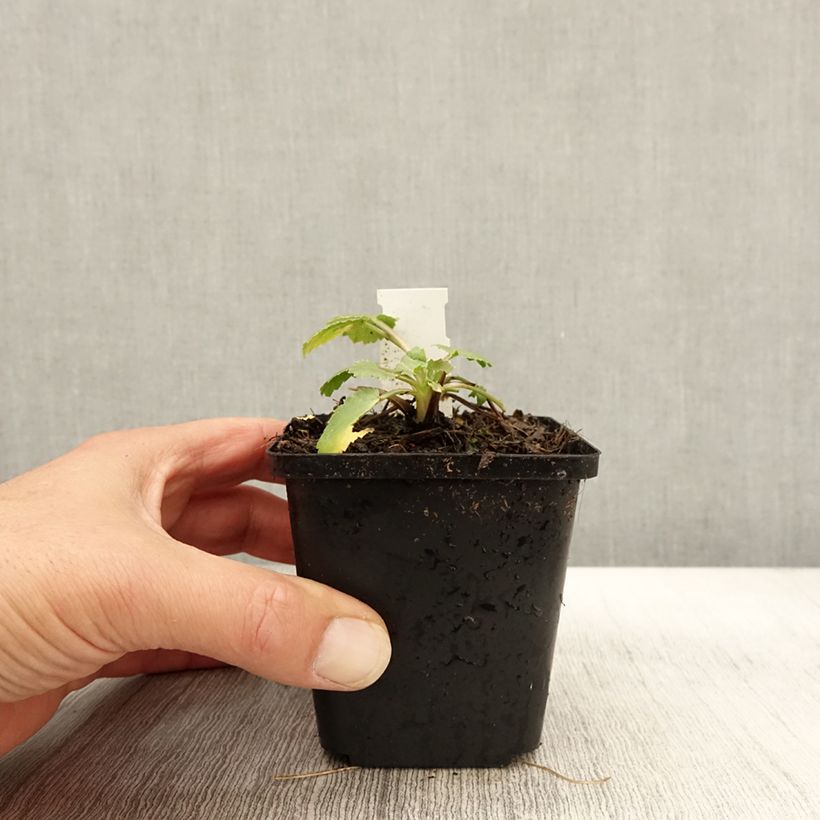 Spécimen de Eryngium tripartitum Godet de 8/9 cm tel que livré en automne