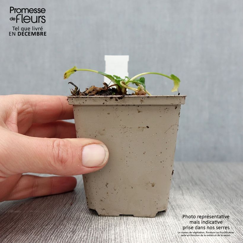 Spécimen de Eryngium tripartitum Godet de 8/9 cm tel que livré en hiver