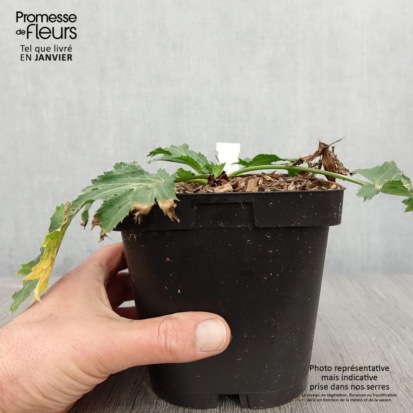 Spécimen de Eryngium zabelii Big Blue - Panicaut Pot de 2L/3L tel que livré en hiver