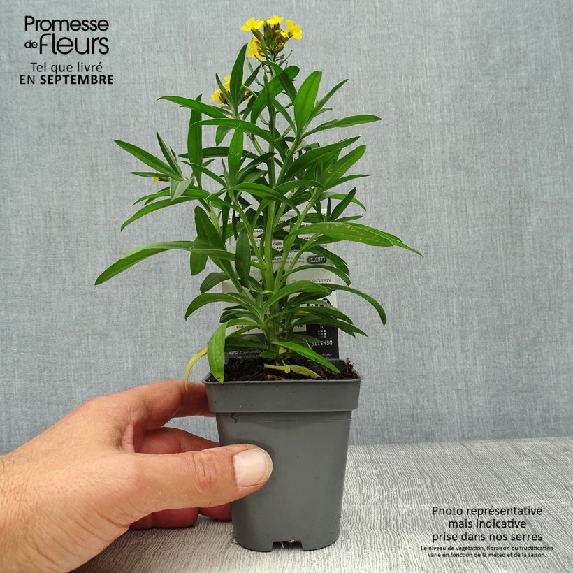 Spécimen de Erysimum alpinum - Fausse giroflée des Alpes Godet de 8/9 cm tel que livré en automne