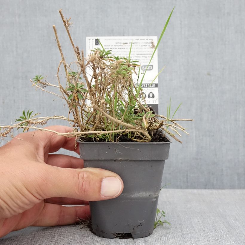 Spécimen de Erysimum Jubilee Gold - Fausse giroflée Godet de 8/9 cm tel que livré en automne