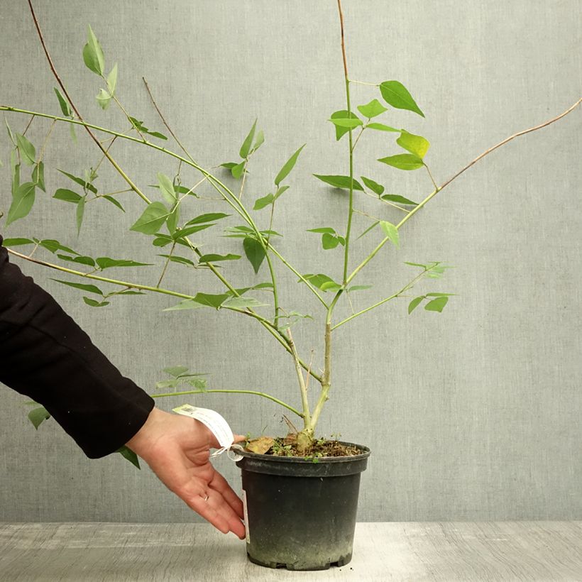 Spécimen de Erythrina Amélie Jeckert Pot de 3L/4L tel que livré en automne
