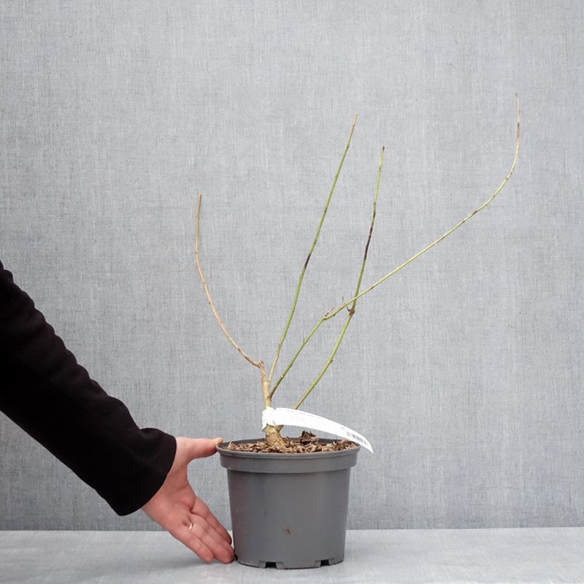 Spécimen de Erythrina Amélie Jeckert Pot de 3L/4L tel que livré en hiver