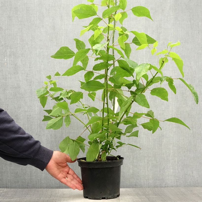 Spécimen de Erythrina x bidwillii - Arbre corail Pot de 2L/3L tel que livré en été