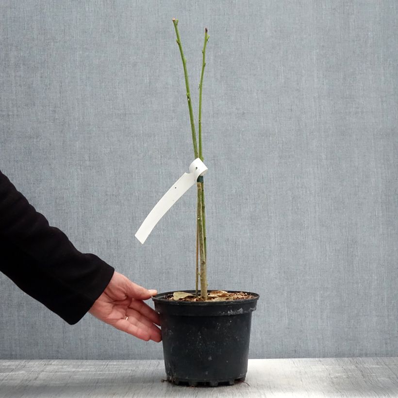 Spécimen de Erythrina x bidwillii - Arbre corail Pot de 2L/3L tel que livré au printemps