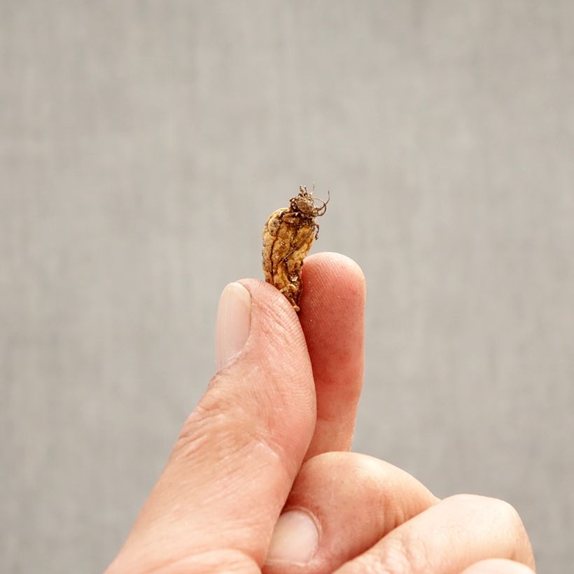 Spécimen de Erythronium dens-canis Bulbe calibre I tel que livré au printemps