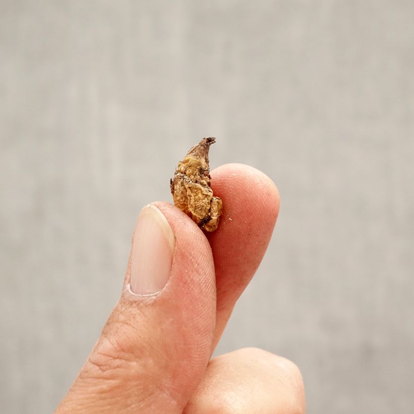 Spécimen de Erythronium dens canis Purple King Bulbe calibre I tel que livré au printemps