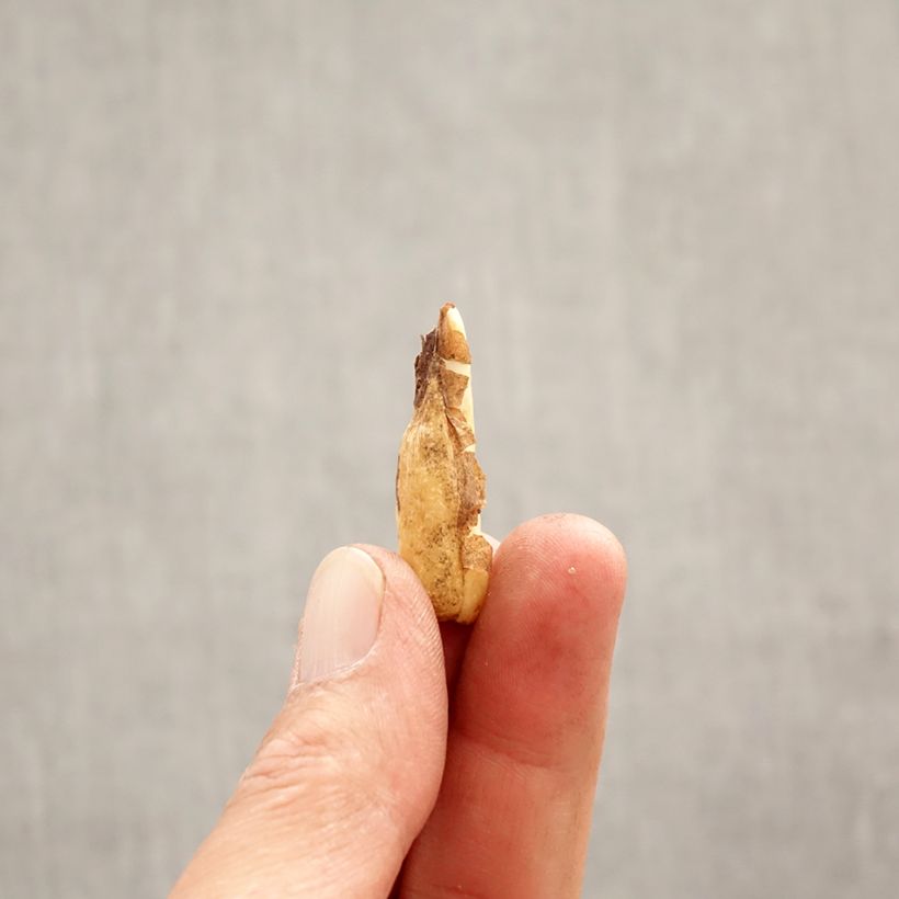 Spécimen de Erythronium Pagoda Bulbe calibre I tel que livré au printemps